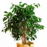 Юрий ficus