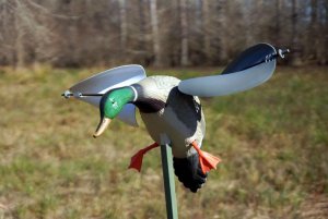 mojo-wind-duck.jpg