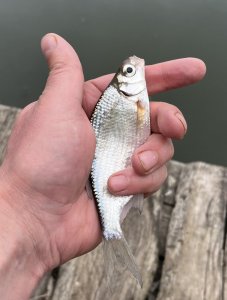 IMG_0244.jpeg