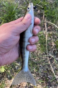 IMG_0386.jpeg