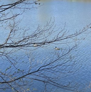 IMG_0380.jpeg