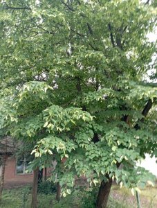 IMG_20250520_151215[1].jpg