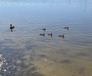 IMG_0626.jpeg