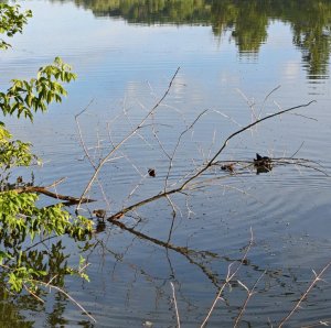 IMG_20260629_082427.jpg