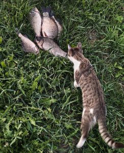 IMG_20260804_075456.jpg