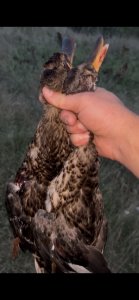 IMG_0772.jpeg