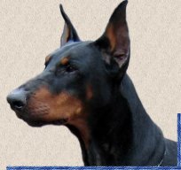 doberrr