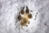 depositphotos_228184170-stock-photo-footprints-wolf-snow-dog-prints.jpg