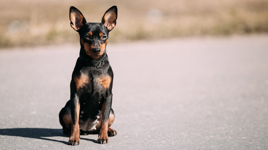 Miniature_pinscher4.jpg