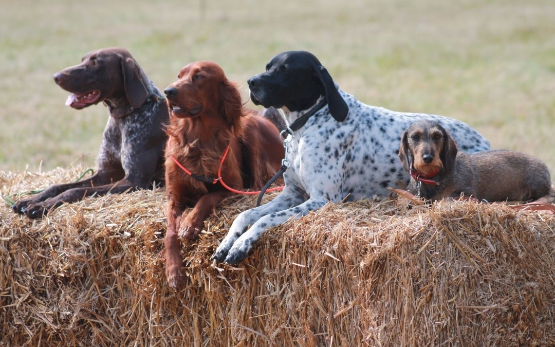 Setter-Pointer-Waldfest-FFW-082013-1080x675.jpg