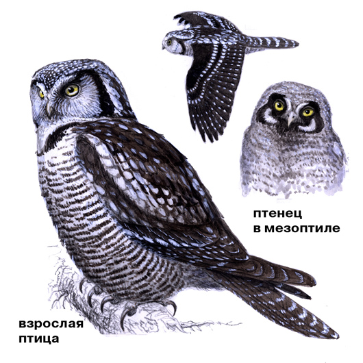 yastrebinaya-sova-guide-(onbird.ru).jpg